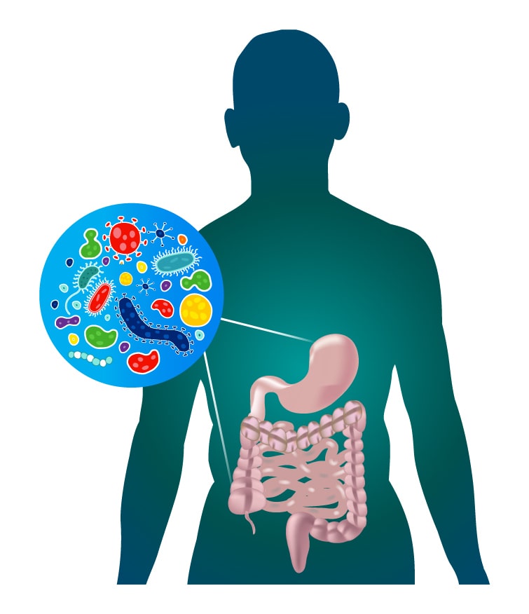 Gut Microbiome | Med Supply US
